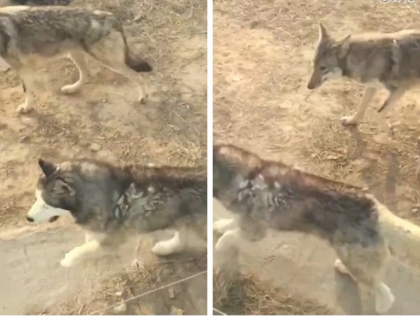 Vườn thú gây phẫn nộ vì nhốt chó Husky vào chuồng sói để tăng tính giải trí cho du khách - Ảnh 2.
