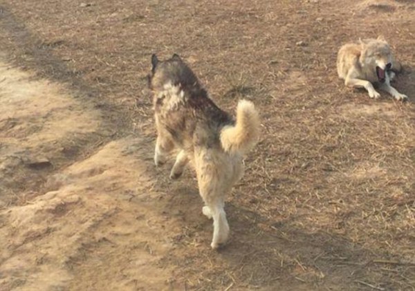 Vườn thú gây phẫn nộ vì nhốt chó Husky vào chuồng sói để tăng tính giải trí cho du khách - Ảnh 4.