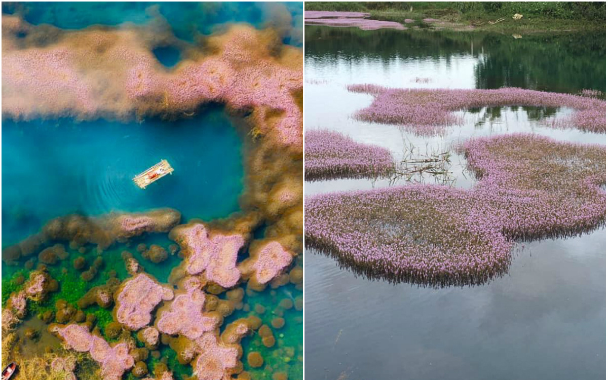 Dân mạng phát sốt trước hồ Tảo Hồng có thật 100% giữa Việt Nam, lên hình muốn “ảo tung chảo” thì phải nhớ chỉnh màu?