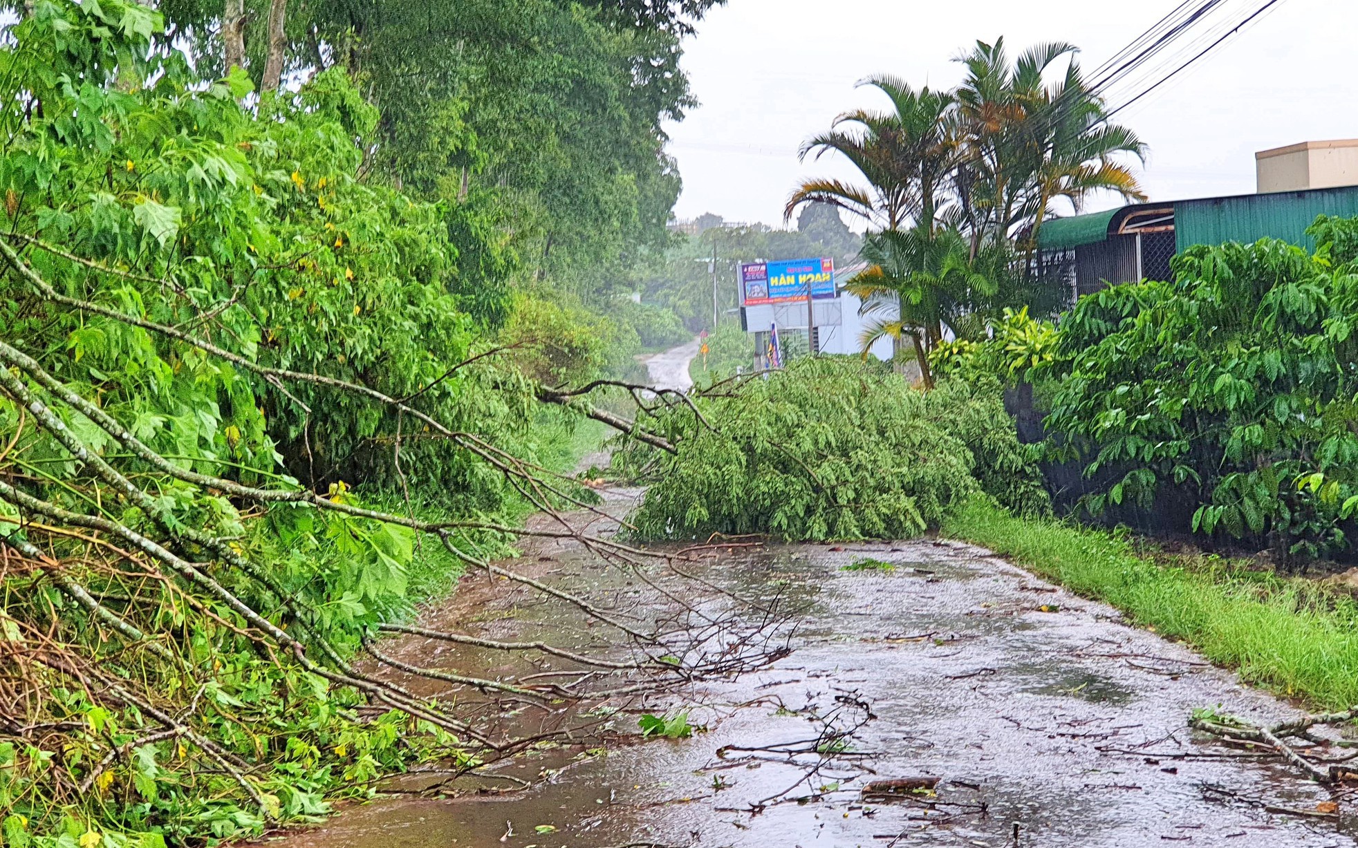 Bảo Lộc: Gió giật mạnh làm hàng loạt cây xanh gãy đổ, giao thông gặp nhiều khó khăn
