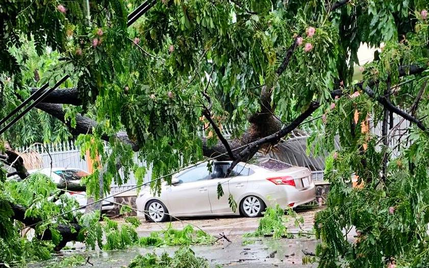 Cây xanh ở Sài Gòn ngã đè bẹp dúm ô tô, cả khu vực bị cúp điện