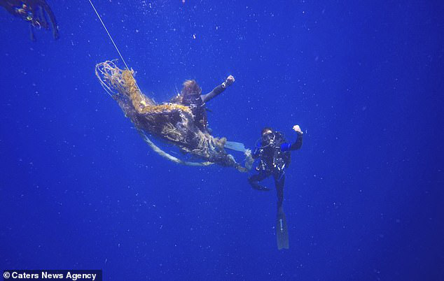 Nhóm thợ lặn chật vật giải cứu cá mập voi khổng lồ bị đoạn dây thừng quấn vào thân, để lại vết hằn lớn trên da thịt - Ảnh 3.