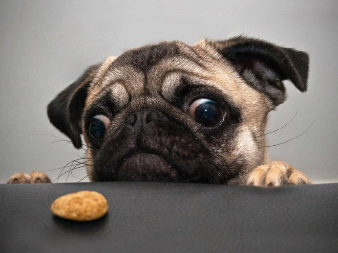 Ước gì có người nhìn tôi giống những chú chó này nhìn đồ ăn: tình yêu đích thực là như thế thôi! - Ảnh 2.