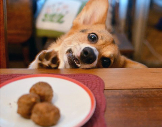 Ước gì có người nhìn tôi giống những chú chó này nhìn đồ ăn: tình yêu đích thực là như thế thôi! - Ảnh 20.