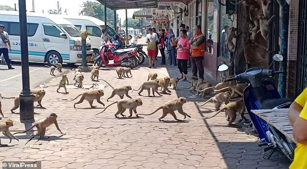 Hai đàn khỉ đói bụng tràn ra phố đánh nhau để giành thức ăn ở Thái Lan do khách du lịch giảm giữa đại dịch Covid-19 - Ảnh 3.