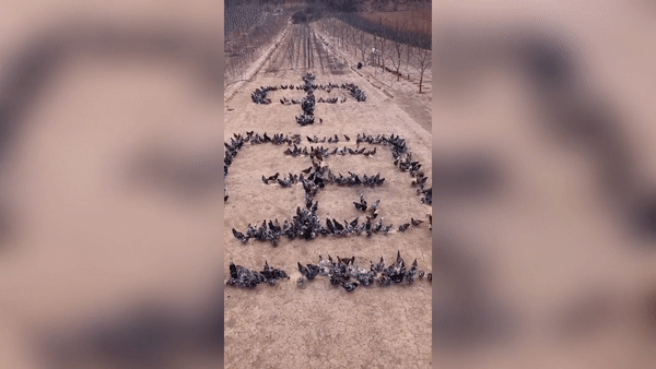 Anh nông dân Trung Quốc cổ vũ tinh thần cho các bác sĩ chống dịch Covid-19 cực ấn tượng bằng sự trợ giúp của 4000 con gà - Ảnh 2.