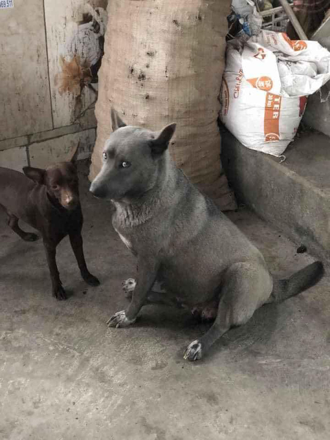 Sự thật về hình ảnh mẹ chú chó idol Nguyễn Văn Dúi, dân tình còn ngỡ ngàng vì giống nhau từ lông đến biểu cảm - Ảnh 2.