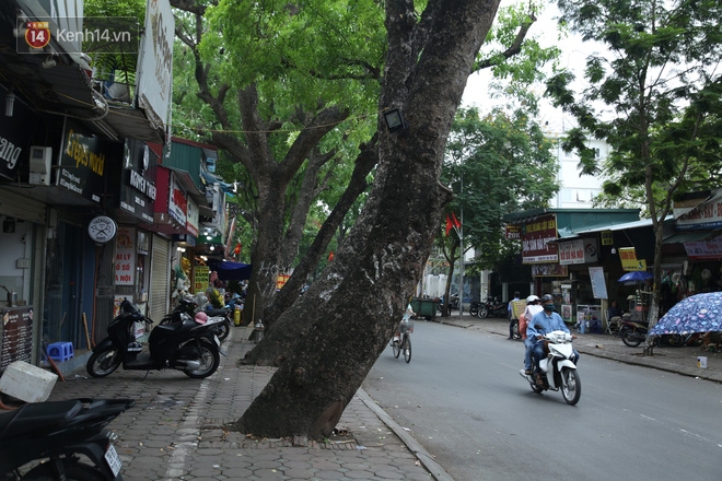 Ảnh: Cận cảnh hàng loạt cây xanh mục gốc, ngả hướng ra giữa đường ở Hà Nội - Ảnh 6.