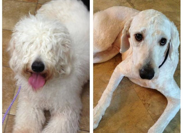 Loạt ảnh minh chứng sự khác biệt sau khi cắt tóc cho cún cưng: cứ như kiểu vừa nuôi thêm một em chó mới toanh vậy! - Ảnh 3.