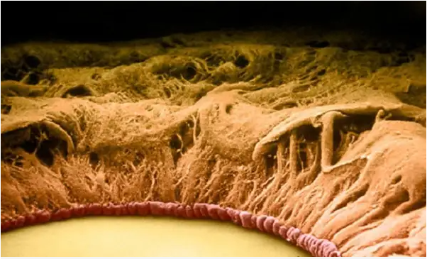 Chùm ảnh kinh dị khi nhìn qua kính hiển vi khiến người gan dạ nhất cũng phải rùng mình sởn gai ốc - Ảnh 4.