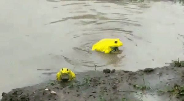 Cánh đồng ở Ấn Độ bỗng xuất hiện đàn ếch màu vàng chóe kỳ dị mọc lên ồ ạt như nấm sau mưa - Ảnh 2.