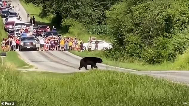 Gấu đen đi bộ hơn 600 km dọc nước Mỹ để tìm bạn tình thu hút sự chú ý của MXH, nhiều người dân ra đứng ven đường cổ vũ như siêu sao - Ảnh 1.