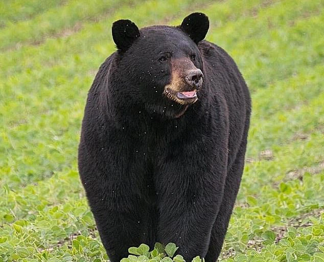 Gấu đen đi bộ hơn 600 km dọc nước Mỹ để tìm bạn tình thu hút sự chú ý của MXH, nhiều người dân ra đứng ven đường cổ vũ như siêu sao - Ảnh 2.