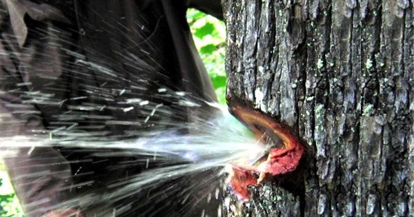 Video: Nước bắn tung toé từ thân cây như vòi mở van tại Ấn Độ gây sốt MXH - Ảnh 1.