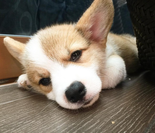 Siêu đáng yêu: Em cún Corgi mặt ngố, chân ngắn và cuộc chiến không cân sức với cái cầu thang - Ảnh 10.