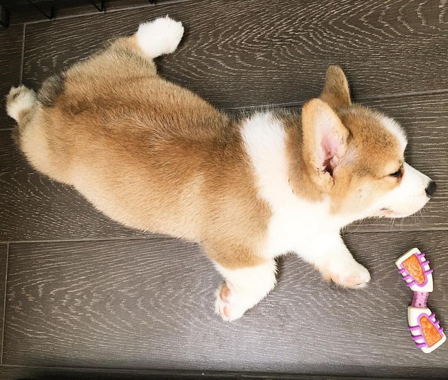 Siêu đáng yêu: Em cún Corgi mặt ngố, chân ngắn và cuộc chiến không cân sức với cái cầu thang - Ảnh 11.