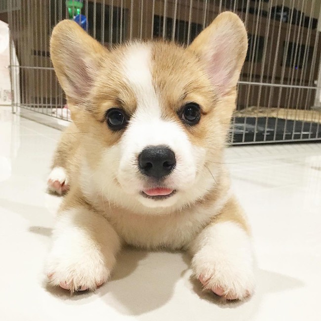 Siêu đáng yêu: Em cún Corgi mặt ngố, chân ngắn và cuộc chiến không cân sức với cái cầu thang - Ảnh 4.