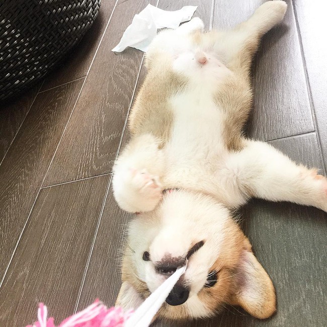 Siêu đáng yêu: Em cún Corgi mặt ngố, chân ngắn và cuộc chiến không cân sức với cái cầu thang - Ảnh 7.