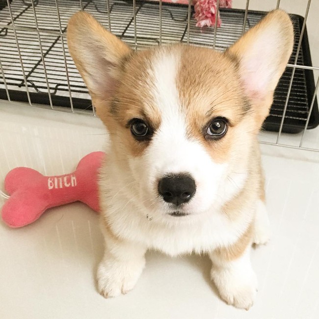 Siêu đáng yêu: Em cún Corgi mặt ngố, chân ngắn và cuộc chiến không cân sức với cái cầu thang - Ảnh 8.