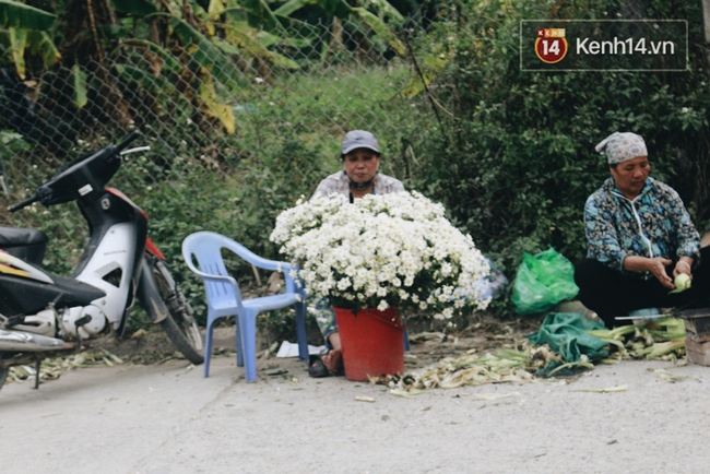 Cúc họa mi nở rộ, cả vùng Nhật Tân vào mùa hốt bạc - Ảnh 13.