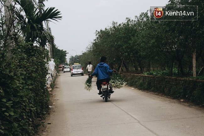 Cúc họa mi nở rộ, cả vùng Nhật Tân vào mùa hốt bạc - Ảnh 4.