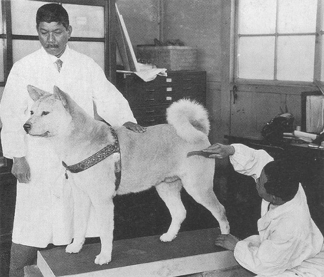 Những bức ảnh hiếm hoi về Hachikō - biểu tượng trung thành của người Nhật khiến người xem cảm tưởng câu chuyện đau lòng ấy đang diễn ra trước mắt - Ảnh 11.