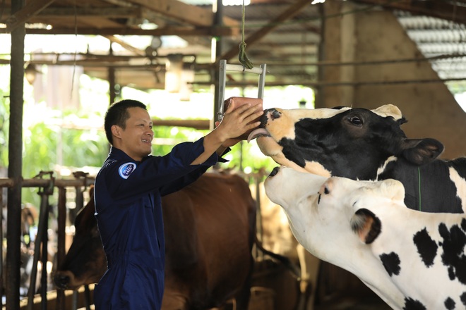 Theo chân nhiếp ảnh gia nổi tiếng: Bất ngờ trước nỗ lực sản xuất dòng sữa chuẩn Hà Lan của nhiều thế hệ nông dân Việt - Ảnh 4.