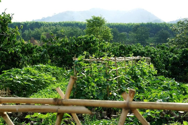 Đến thăm nhà và vườn của Bếp trên đỉnh đồi: Bỏ thành phố về quê sống phải chăng chỉ cần an yên như thế này? - Ảnh 18.