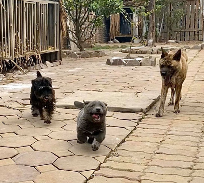 Dúi - chú cún Việt Nam đang gây bão mạng toàn thế giới vì độ phởn và vẻ ngoài ngộ nghĩnh không biết là chó hay mèo? - Ảnh 11.