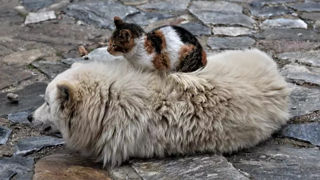 Không muốn chó mèo hoang bị đói giữa lúc phong tỏa vì Covid-19, Thổ Nhĩ kỳ đã có hành động đẹp khiến cộng đồng yêu động vật ấm lòng - Ảnh 1.