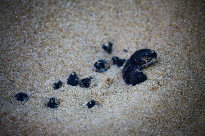 Sau 20 năm biến mất, giống rùa quý hiếm quay lại làm tổ, đẻ trứng trên bờ biển Thái Lan vắng người do dịch Covid-19 - Ảnh 3.