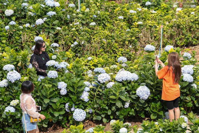 Du khách đổ xô về vườn hoa cẩm tú cầu đẹp nhất Đà Lạt để chụp ảnh dịp nghỉ lễ 30/4 - 1/5 - Ảnh 6.