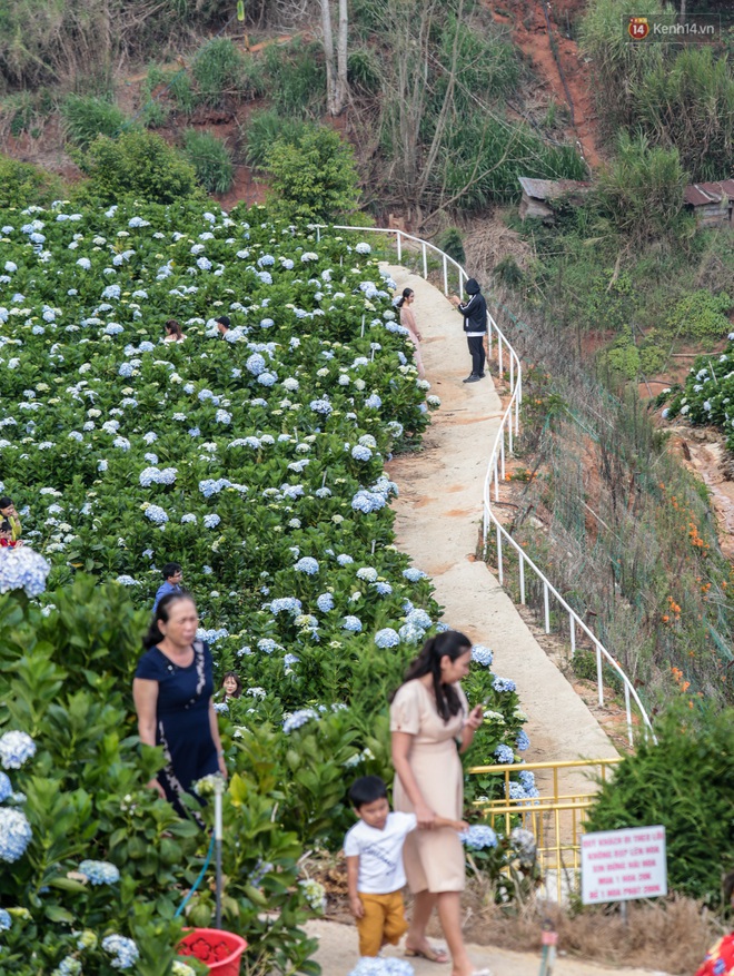 Du khách đổ xô về vườn hoa cẩm tú cầu đẹp nhất Đà Lạt để chụp ảnh dịp nghỉ lễ 30/4 - 1/5 - Ảnh 14.