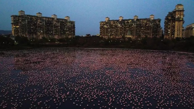Hồ nước ở Ấn Độ bất ngờ sáng rực sắc hồng do hàng nghìn con chim Hồng Hạc tụ hội trong thời điểm vắng người do dịch bệnh - Ảnh 1.