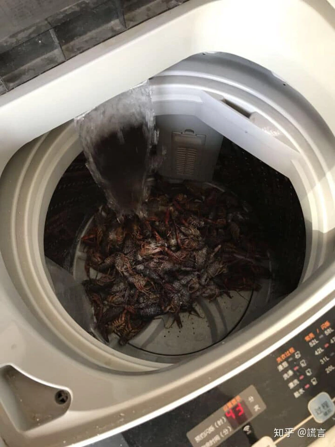 Rửa tôm bằng máy giặt theo clip mẹo vặt trên mạng, hai vợ chồng ngẩn tò te vì cái kết đau điếng lòng - Ảnh 2.