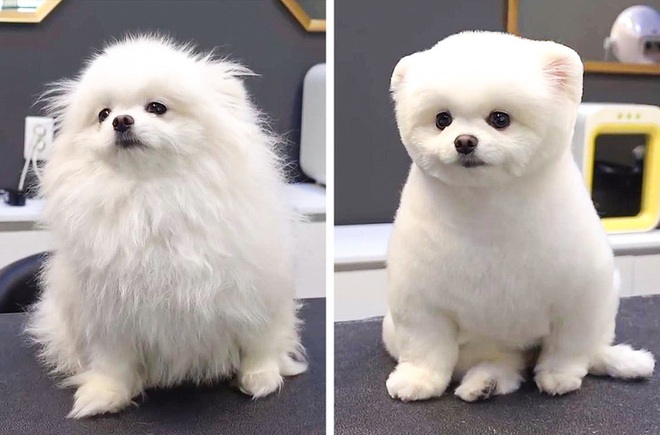 Loạt ảnh minh chứng sự khác biệt sau khi cắt tóc cho cún cưng: cứ như kiểu vừa nuôi thêm một em chó mới toanh vậy! - Ảnh 13.