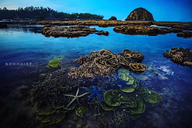Mấy ai biết Việt Nam có một hòn đảo san hô với vẻ đẹp “siêu thực” thế này, xem ảnh mà cứ ngỡ đâu nước ngoài xa xôi - Ảnh 17.