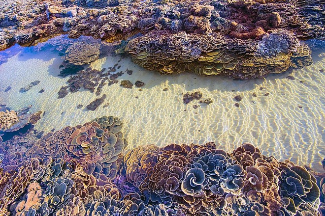 Mấy ai biết Việt Nam có một hòn đảo san hô với vẻ đẹp “siêu thực” thế này, xem ảnh mà cứ ngỡ đâu nước ngoài xa xôi - Ảnh 13.