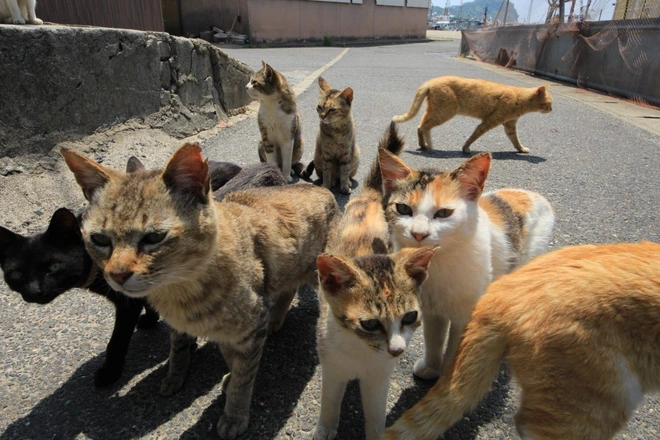Tìm ra nghi phạm đứng đằng cái chết của hàng loạt con mèo trên đảo Nhật Bản, lời khai khiến nhiều người không khỏi bất bình - Ảnh 1.
