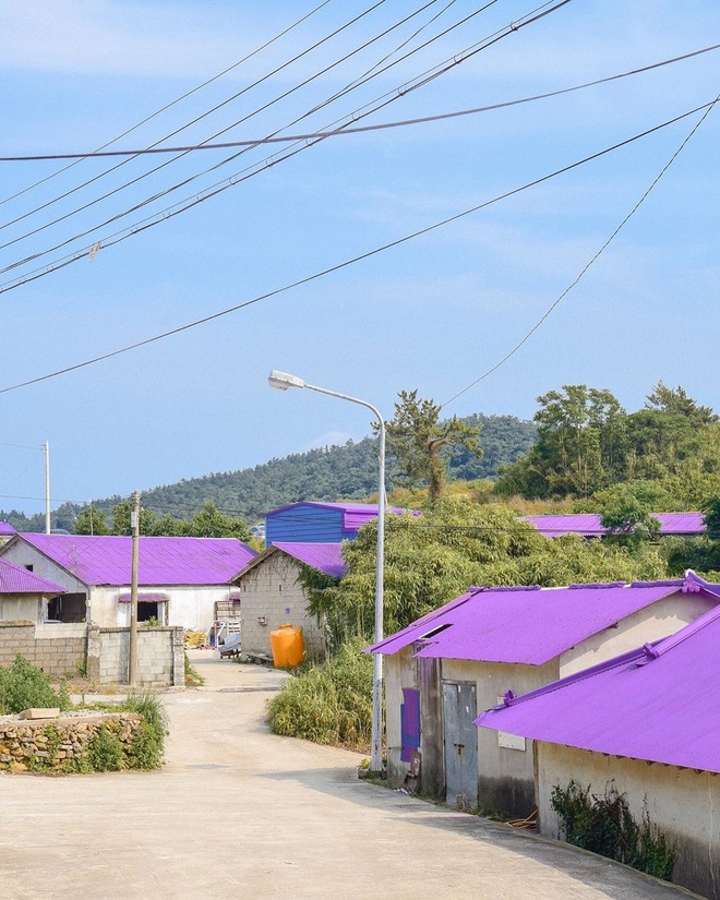 Một hòn đảo kỳ lạ vừa xuất hiện ở Hàn Quốc đã tạo cơn bão check-in trên MXH: Tất cả mọi thứ đều nhuốm màu “tím lịm tìm sim” - Ảnh 9.