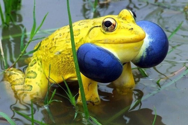 Cánh đồng ở Ấn Độ bỗng xuất hiện đàn ếch màu vàng chóe kỳ dị mọc lên ồ ạt như nấm sau mưa - Ảnh 3.