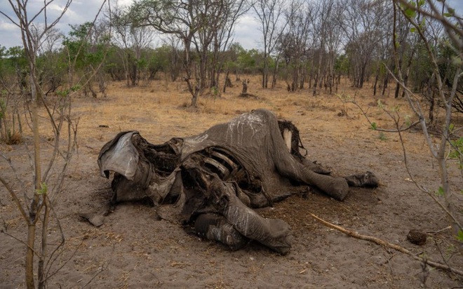 Hàng trăm con voi gục chết bí ẩn, thảm họa bảo tồn chưa từng thấy khiến khoa học hoảng loạn không hiểu tại sao - Ảnh 2.