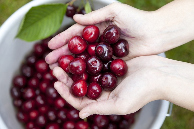 Cảnh nông dân nước ngoài thu hoạch “cơn mưa” cherry trên cây chỉ trong chớp mắt, sang đến Việt Nam được ăn 1 trái cũng khó - Ảnh 1.