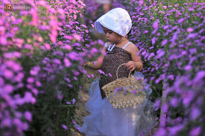 Dân tình chen chúc sống ảo tại vườn hoa thạch thảo đẹp lịm tim lần đầu được trồng ở Đà Nẵng - Ảnh 5.