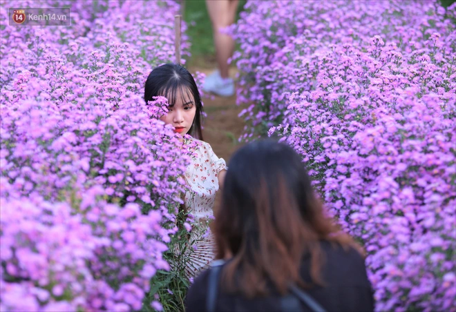 Dân tình chen chúc sống ảo tại vườn hoa thạch thảo đẹp lịm tim lần đầu được trồng ở Đà Nẵng - Ảnh 3.