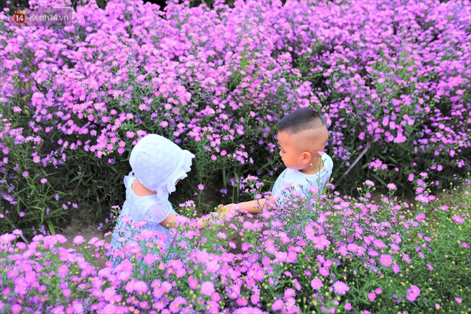 Dân tình chen chúc sống ảo tại vườn hoa thạch thảo đẹp lịm tim lần đầu được trồng ở Đà Nẵng - Ảnh 6.