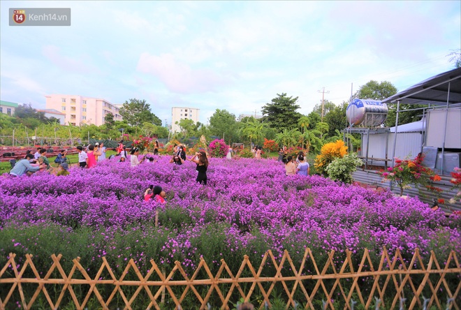 Dân tình chen chúc sống ảo tại vườn hoa thạch thảo đẹp lịm tim lần đầu được trồng ở Đà Nẵng - Ảnh 2.