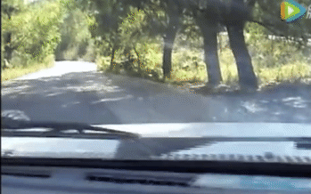 Clip: Thú dữ trong công viên từng có hổ vồ chết người tiếp tục tấn công du khách