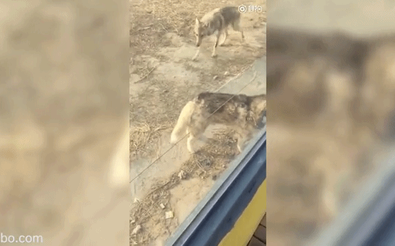 Vườn thú gây phẫn nộ vì nhốt chó Husky vào chuồng sói để tăng tính giải trí cho du khách