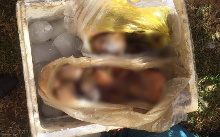 Kon Tum: Phát hiện xác 3 cá thể khỉ giấu trong thùng lạnh trên xe khách